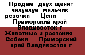 Продам.,двух щенят чихуахуа  мальчик, девочка.  › Цена ­ 7 000 - Приморский край, Владивосток г. Животные и растения » Собаки   . Приморский край,Владивосток г.